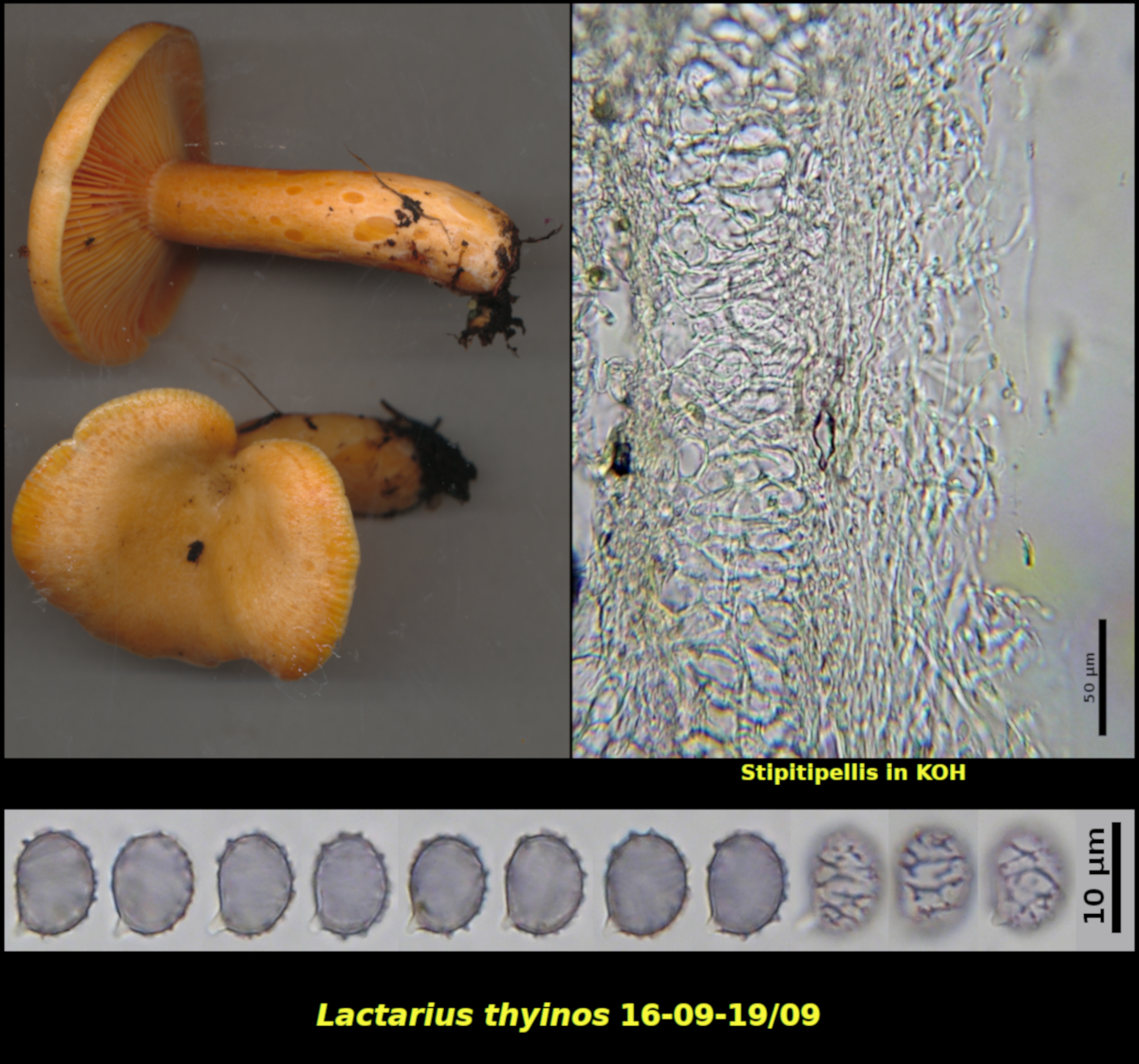 Picture of Lactarius thyinos16-09-19]09